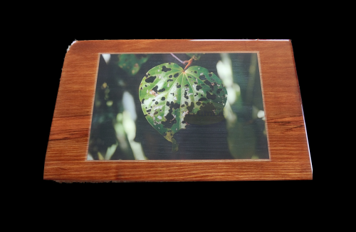 KPhot of Kawakawqa leaf mounted on Heart Rimu wood