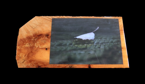 photo of Leaf on fern Frond mounted on Macrocarpa Wood