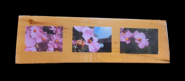 Bumble Bees and Honey bee photos mounted on wood