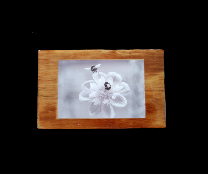 Black and White Photo of Bumble Bees on Dahlia mounted on Heart Rimu Wood