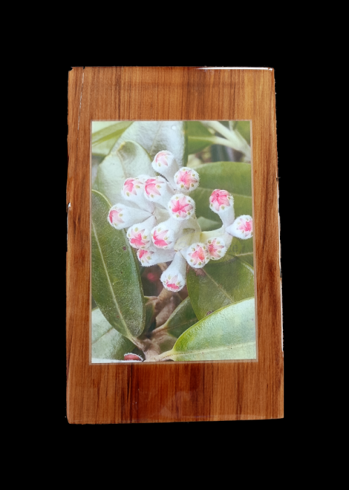 Photo of Pohutukawa Buds mounted on Heart Rimu wood