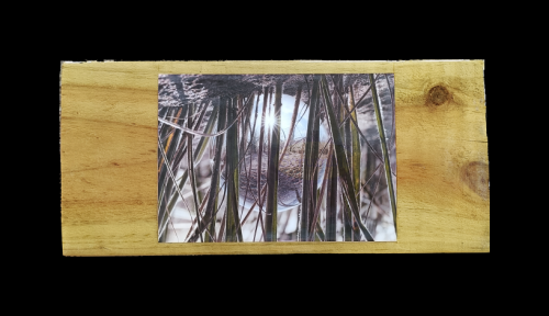 Photo of Lensball Amongst Dune Grasses at Te Henga mounted on wood