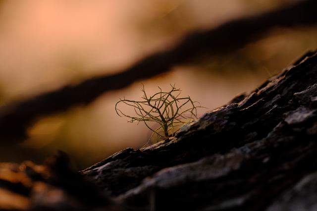 Moss Tree On the Pohutukawa Branch