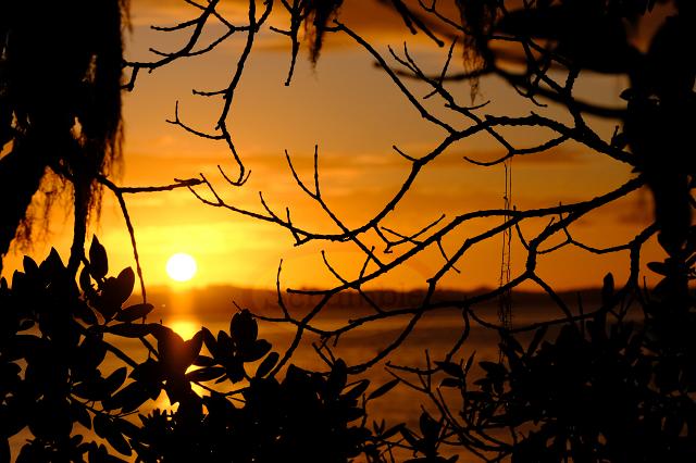 Hihi Sunset In The Pohutukawa Tree