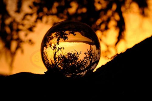 Lensball Hihi Sunset In The Pohutukawa Tree