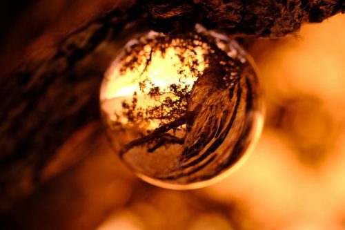 Lensball Along The Pohutukawa Branch