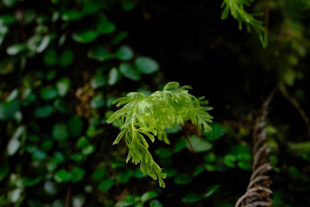 Baby fern leaf