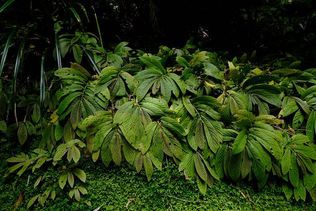 Large Patch of Rangiora (Brachyglottis repanda)