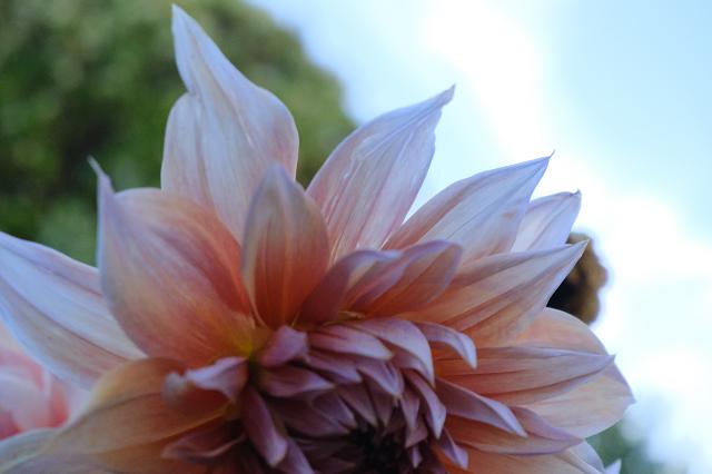 Blanched Dhalia - Bottom Align