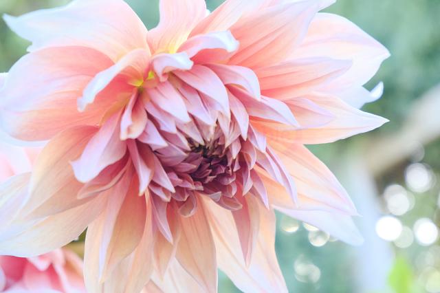Blanched Dhalia