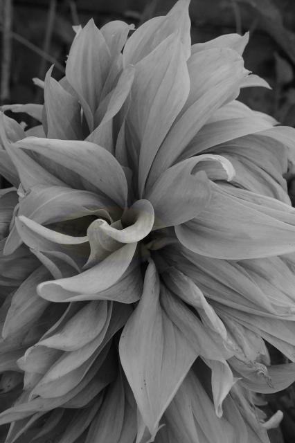 B&W Side on Dahlia Petals - Portrait