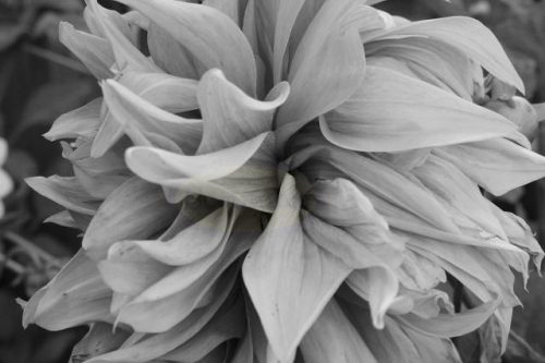 B&W Sidewise Dahlia Petals - Landscape